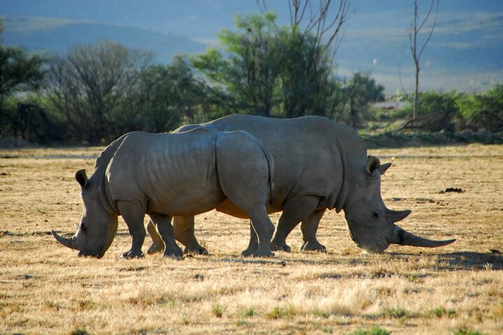 Full Day Private Big 5 Aquila Safari Activity From Cape Town  - Image 2