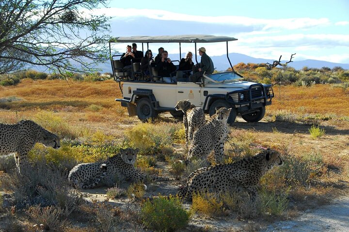 Full Day Private Big 5 Aquila Safari Activity From Cape Town  - Image 1