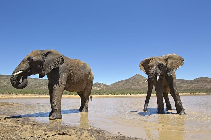 Full Day Private Big 5 Aquila Safari Activity From Cape Town  - Image 4