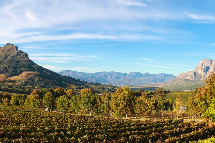 Full Day Private Constantia Winelands Tour with Lunch - Image 4