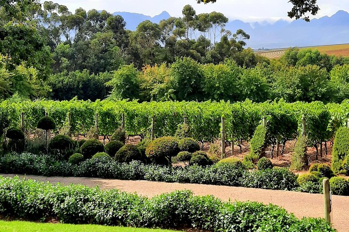 Full-Day Private Guided Wine Tasting Tour of Cape Wineries - Image 4