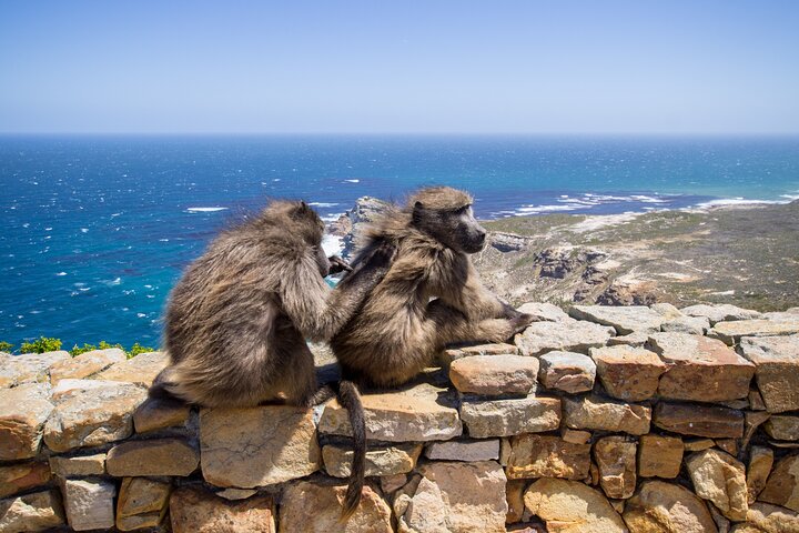 Full-Day Private Robben Island, Penguins & Cape of Good Hope Tour - Image 2