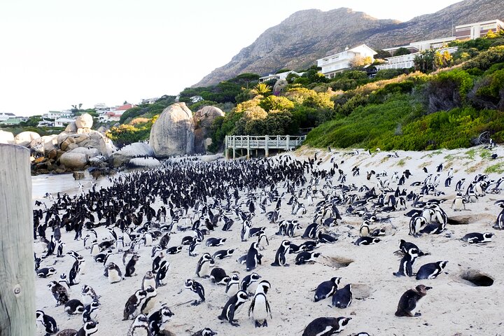 Full-Day Private Robben Island, Penguins & Cape of Good Hope Tour - Image 3