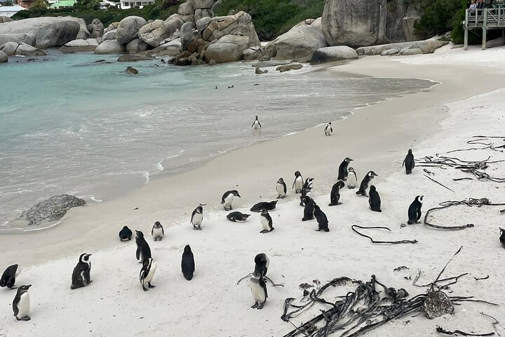 Full Day Private Tour in Cape of Good Hope and Simon's Town - Image 1