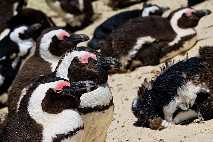 Full Day Private Tour to Boulders Beach from Cape Town - Image 1