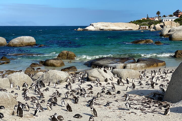 Full Day Private Tour to Boulders Beach from Cape Town - Image 3