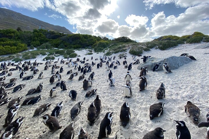 Full Day Private Tour to Boulders Beach from Cape Town - Image 4