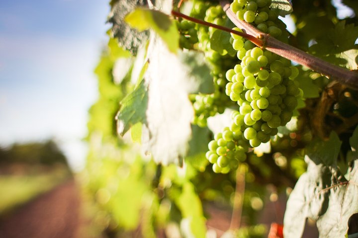 Full Day Private Winelands & Culture Tour Paarl, Stellenbosch and Franschoek - Image 2