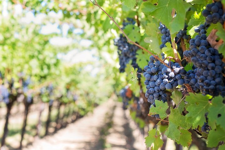 Full Day Private Winelands & Culture Tour Paarl, Stellenbosch and Franschoek - Image 3