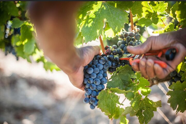 Full day Shared Cape Winelands Day tour, (Stellenbosch, Paarl & Franschhoek) - Image 1