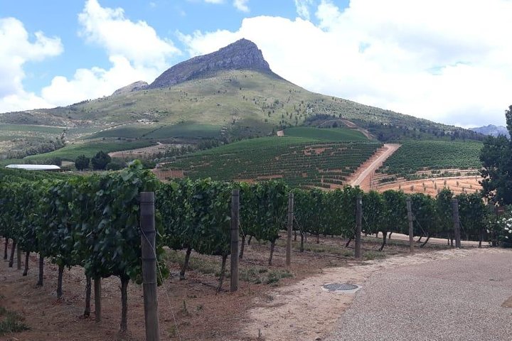 Full Day Wine Tasting in Stellenbosch, Franschoek & Paarl fees included - Image 4