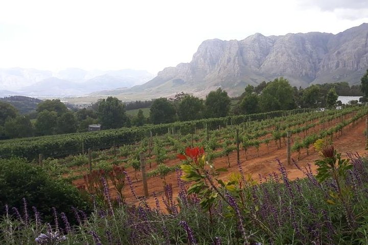 Full Day Wine Tasting in Stellenbosch, Franschoek & Paarl fees included - Image 5