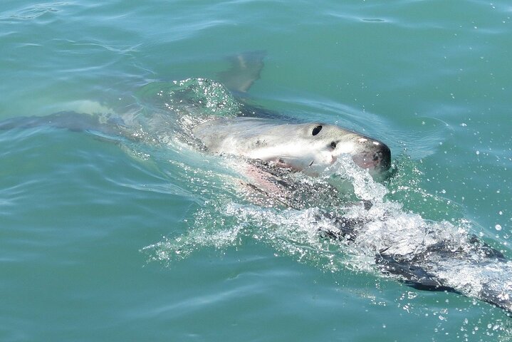 Gansbaai Shark Cage Diving & Penguins Small Group Tour from Cape Town - Image 4