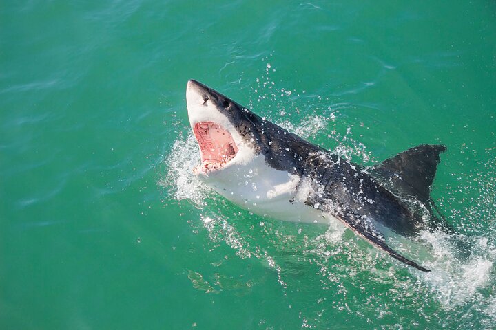 Gansbaai Shark Cage Diving & Penguins Small Group Tour from Cape Town - Image 3