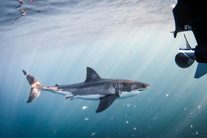 Great White Shark Diving experience. - Image 2