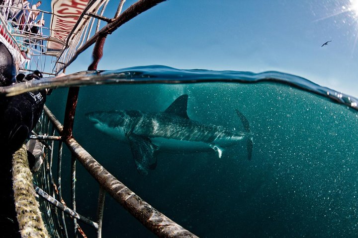 Great White Shark Diving experience. - Image 1
