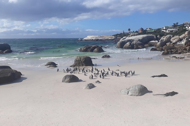 Half day African Penguin Tour - Image 3