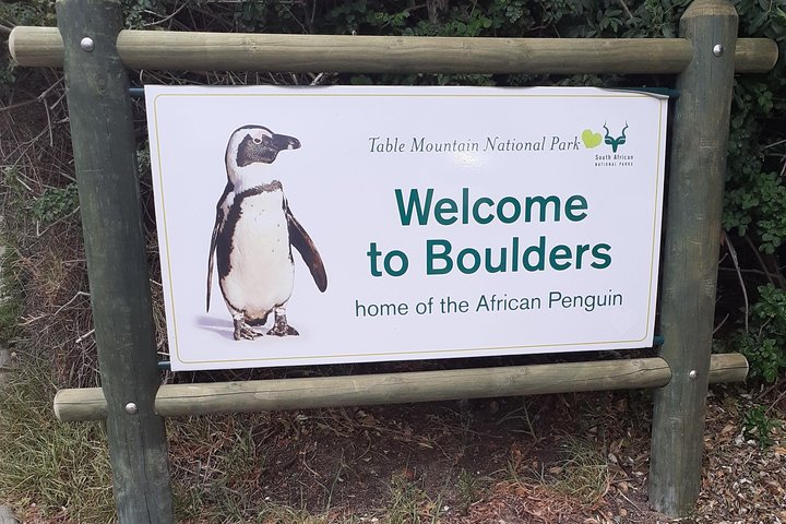 Half day African Penguin Tour - Image 1