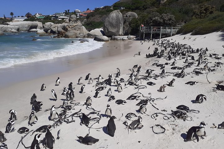 Half day African Penguin Tour - Image 4