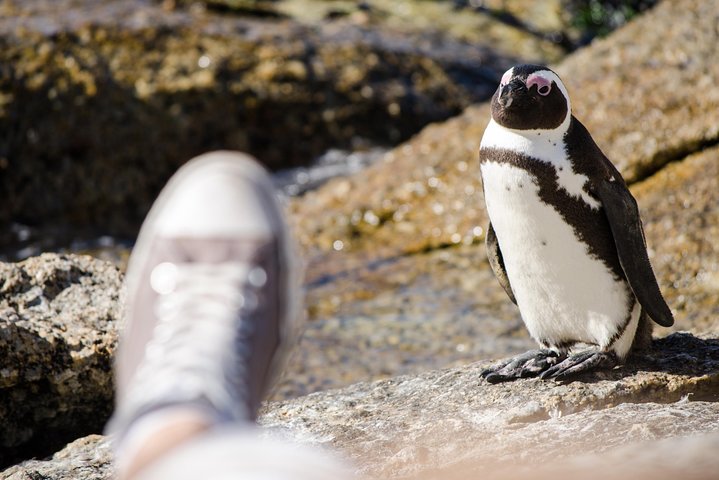 Half day am or pm Boulders Beach & Penguins with visit to Cape Point Great tour - Image 1