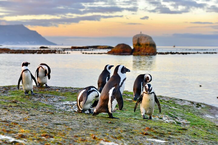 Half Day Boulders Penguins and Cape Point Small Group Tour - Image 1