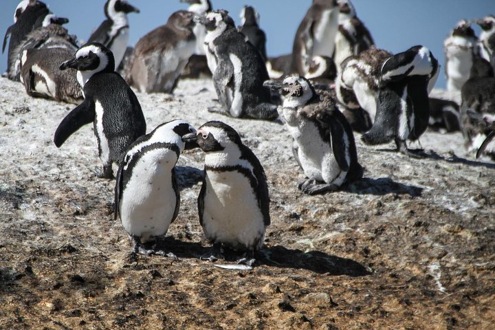Half Day Boulders Penguins and Cape Point Small Group Tour - Image 4