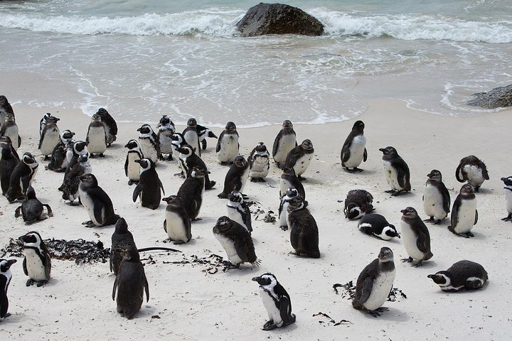 Half Day Boulders Penguins and Cape Point Small Group Tour - Image 2