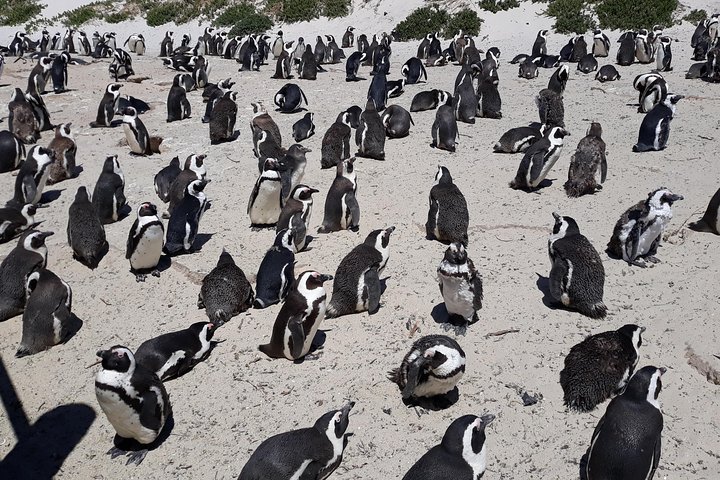 Half day Penguins at Boulders beach small group fees included - Image 1