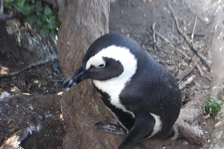 Half day Penguins at Boulders beach small group fees included - Image 3