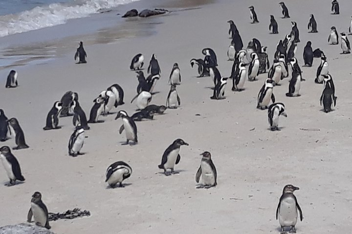Half day Penguins at Boulders beach small group fees included - Image 4