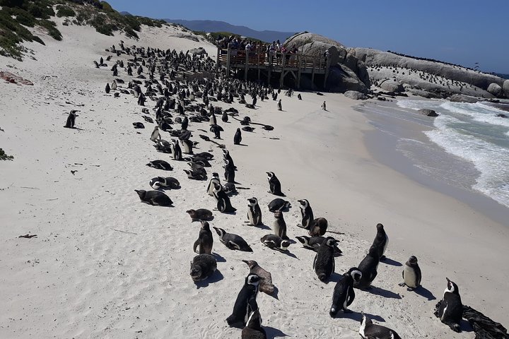 Half day Penguins at Boulders beach small group fees included - Image 2