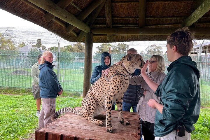 Helicopter, Boat Cruise, Big 5 Safari and Winelands Scenic Experience in 4 Days. - Image 5