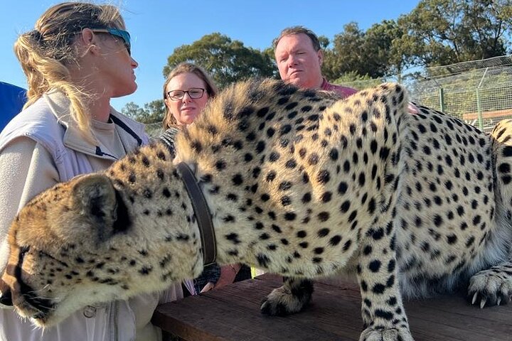 Helicopter, Boat Cruise, Big 5 Safari and Winelands Scenic Experience in 4 Days. - Image 3