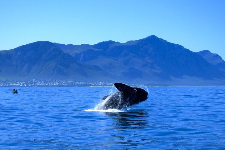 Hermanus Whale Coast Wine Tour - Image 3