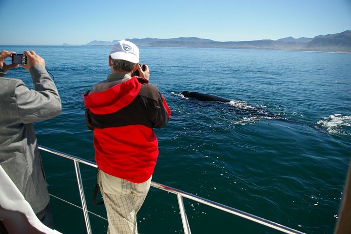 Hermanus Whale Watching Boat Trip with Shared Transfers from Cape Town - Image 5