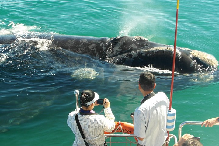 Hermanus Whale Watching Boat Trip with Shared Transfers from Cape Town - Image 2