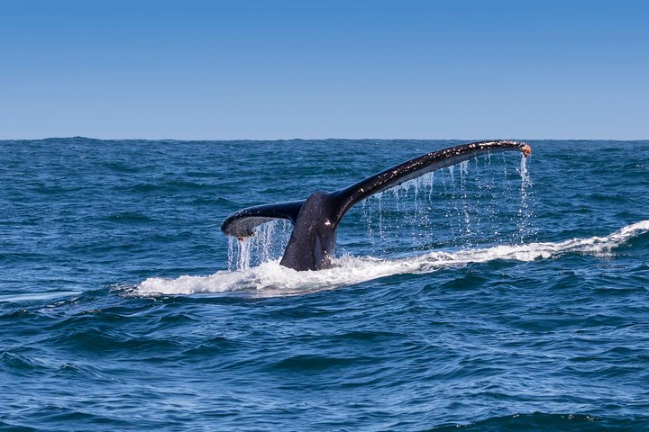 Hermanus Whale Watching Boat Trip with Shared Transfers from Cape Town - Image 3