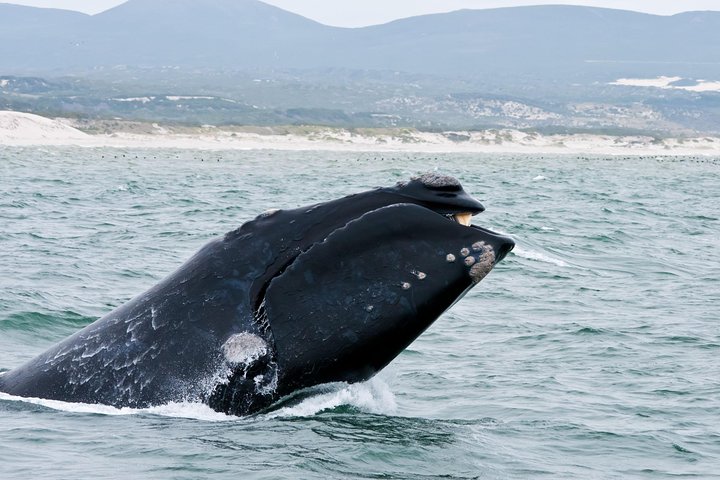 Hermanus Whale Watching Boat Trip with Shared Transfers from Cape Town - Image 1