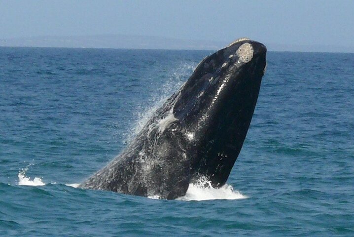 Hermanus Whale Watching Shared Tour from Cape Town  - Image 2