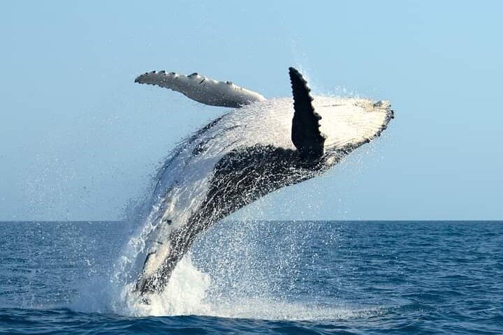 Hermanus Whale Watching Shared Tour from Cape Town  - Image 1