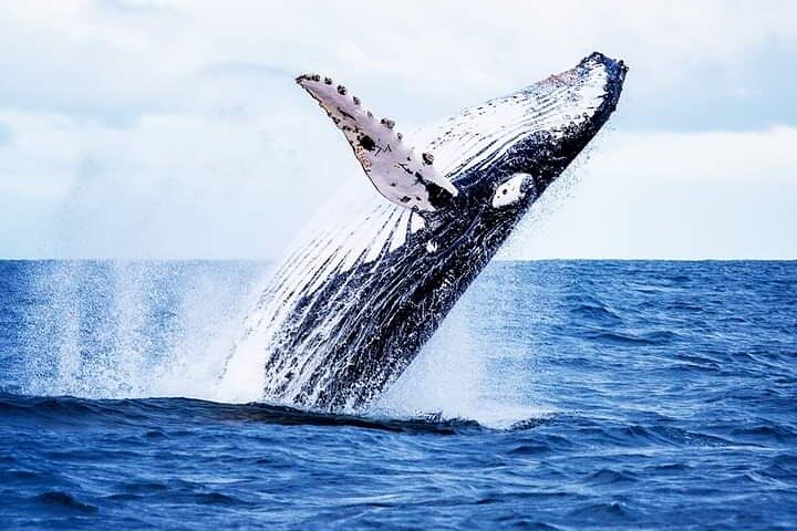 Hermanus Whale Watching Shared Tour from Cape Town  - Image 4