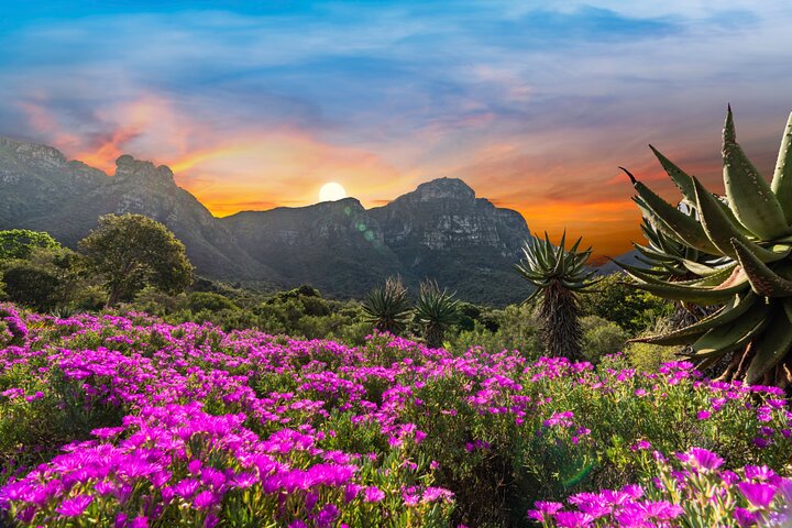 Kirstenbosch Botanical Gardens and Cape Winelands Tour. - Image 1