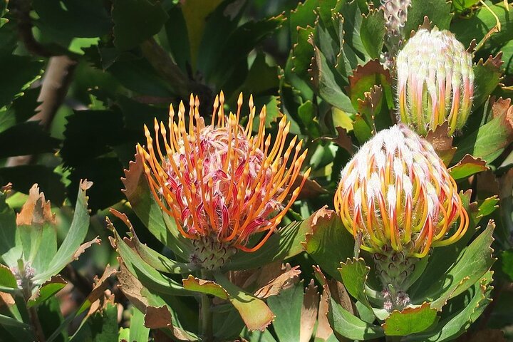 Kirstenbosch Botanical Gardens and Cape Winelands Tour. - Image 2