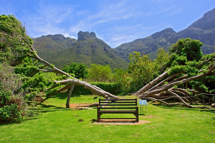 Kirstenbosch Garden, Bo-Kaap-Penguins & Cape of Good Hope Tour - Image 5