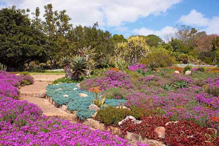 Kirstenbosch Garden, Bo-Kaap-Penguins & Cape of Good Hope Tour - Image 4