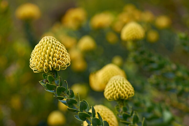Kirstenbosch Garden, Bo-Kaap-Penguins & Cape of Good Hope Tour - Image 3