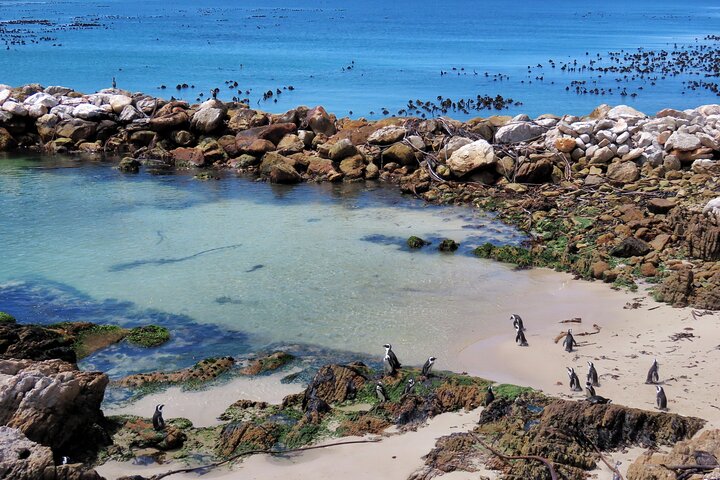 Luxury 2-Day In & Out Garden Route Safari Tour - Image 2