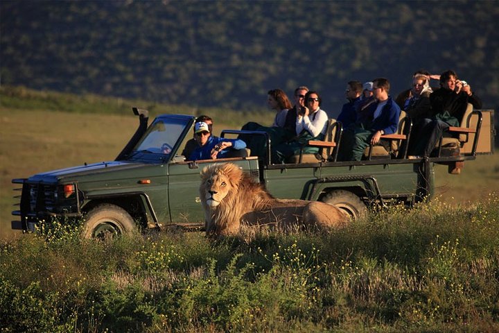 Luxury 2-Day In & Out Garden Route Safari Tour - Image 4