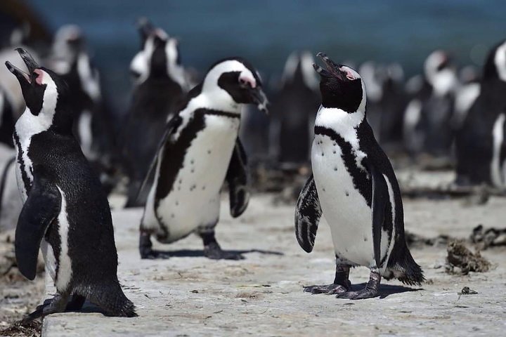 Luxury 2-Day In & Out Garden Route Safari Tour - Image 3