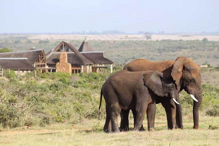Luxury 2-Day In & Out Garden Route Safari Tour - Image 5